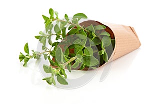 Fresh herbs oregano