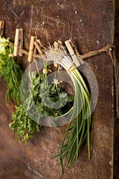 Fresh herbs - green onions, dill, parsley and kiza, hanging over wooden background