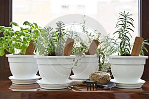 Fresh herbs in pot