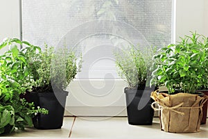 Fresh herbs in pots