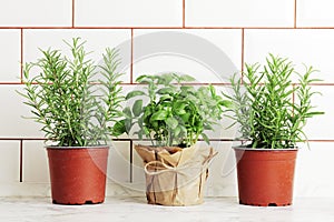 Fresh herbs in pots on the kitchen
