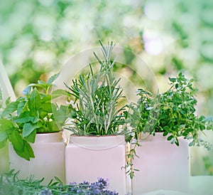 Fresh herbs - spices