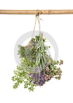 Fresh herbs. Spices food ingredients thyme, oregano, marjoram