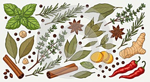 Fresh herbs and spices vector background
