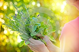Fresh herbs - spices