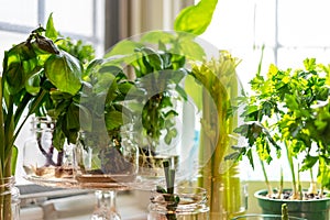 Fresh herbs and vegetables growing on the kitchen windowsill in sunlight
