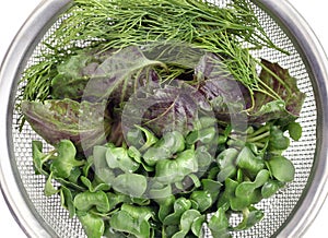 Fresh herbs with water drops in a metal colander