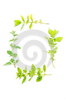 Fresh herbs on white background