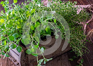 Fresh herbs on wooden background table