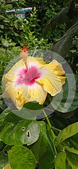 Fresh hibiscu flower with spotted leaves