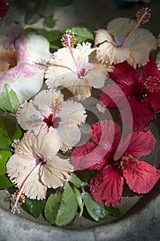Fresh Hibiscus Blossoms Floating in Water