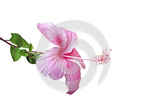 Fresh  hibiscus rosa sinensis flowers pink color petal blooming with long pollen patterns and green stem leaves isolated on white photo