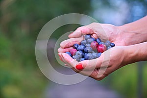 Fresh highbush blueberries and gooseberries