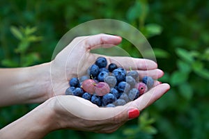 Fresh highbush blueberries and gooseberries on female hands