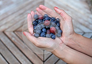 Fresh highbush blueberries and gooseberries on female hands