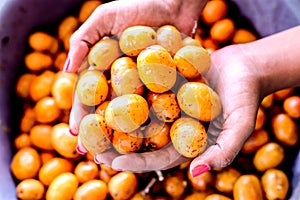 fresh Hog plum photo