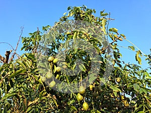 Fresh hog plum growing