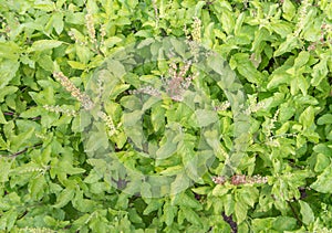 Fresh Holy basil in garden