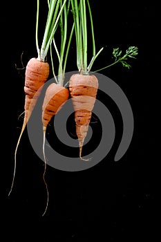 Fresh home grown carrots isolated on a black background