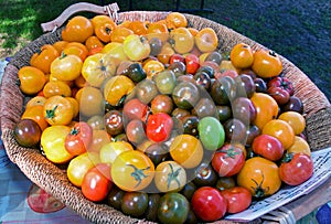 Fresh Home Grown Farmers Market Tomatoes