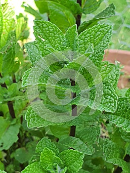 Fresh home grown mint