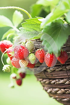 Fresh home grown strawberries