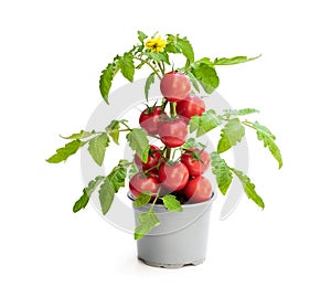 Fresh home grown tomato plant with tomatoes. Concept of huge harvest