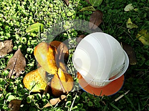 Fresh home made goat cheese and pears sitting on the grass in a Tuscany garden in Italy on a sunny day