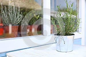 Fresh home plant on white wooden table near window