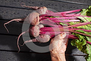 fresh homegrown beetroot held in hand