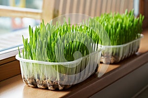 Fresh homegrown green barley grass near the window