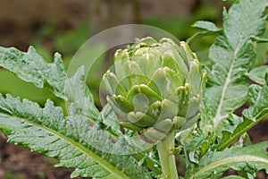 Fresh homegrown green vegetable Globe artichoke head bud in the