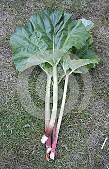 Fresh homegrown Rhubab