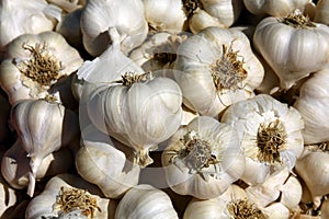 Fresh homemade garlic