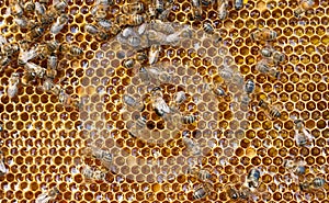 Fresh honey in comb and bees