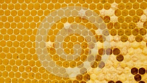 Fresh Honey In Comb. Beewax comb structure abstract pattern. Yellow Honey cells texture background