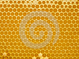 Fresh Honey In Comb. Beewax comb structure abstract pattern. Yellow Honey cells texture background