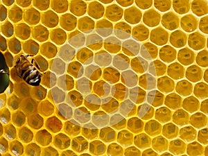 Fresh Honey In Comb. Close up of bees in a beehive on honeycomb. Yellow Honey cells texture background