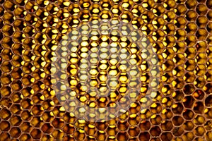 Fresh honey comb forming a beautiful texture pattern background
