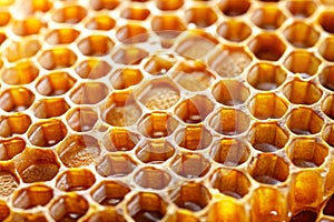 Fresh Honey in Comb Natural Texture