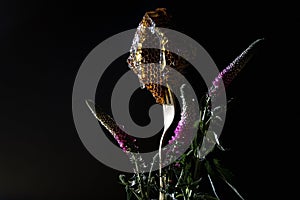 Fresh honey comb and summer flowers