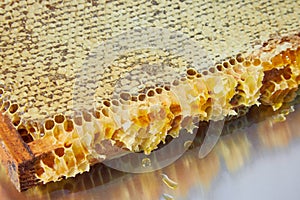 Fresh honeycombs isolated on white background