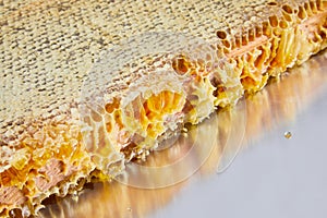 Fresh honeycombs  on white background