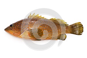 Fresh Hong Kong grouper Epinephelus akaara