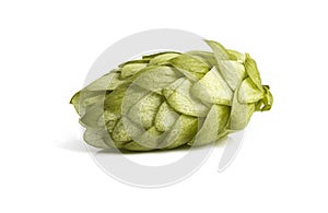 Fresh hop cone isolated on a white background.
