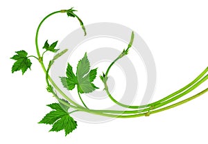 Fresh hop tendrils with young leaves. Isolated. Spring. Medicinal plants. Brewing. Ingredients.