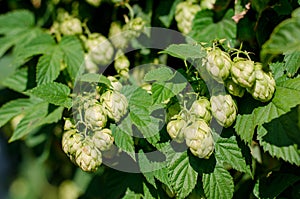 Fresh hops