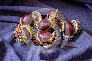 Fresh horse chestnuts in cracked shells on dark background