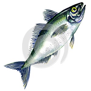 Fresh horse mackerel, or Japanese jack mackerel isolated on white
