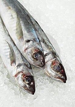 FRESH HORSE MACKEREL trachurus trachurus ON ICE